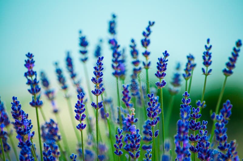 Lavender flowers blooming in field