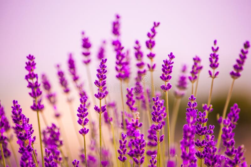 Lavender flowers blooming in field