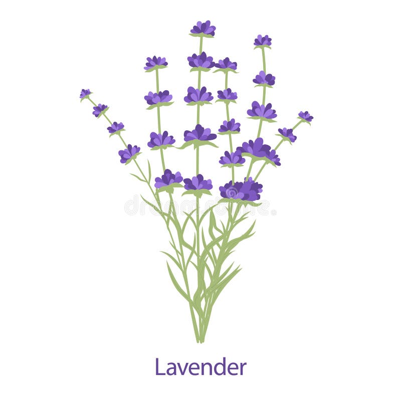 Lavender Flowers Horizontal Frame Border. Beautiful Violet Lavender