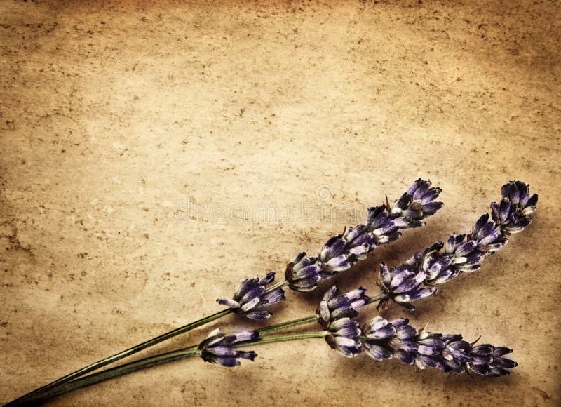 Lavender flowers border stock image. Image of lavandula 26906953