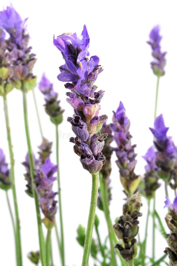 Lavender flowers stock photo. Image of fragrant, ingredient 34605246