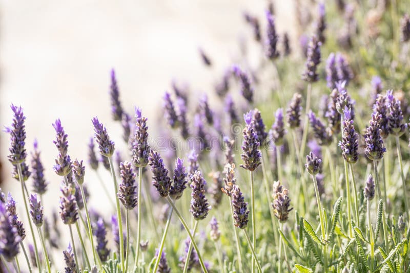 Lavender Flowers, Closeup View of a Lavender Field Blooming in Spring