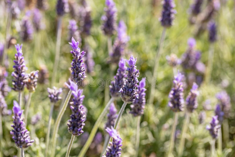 Lavender Flowers, Closeup View of a Lavender Field Blooming in Spring