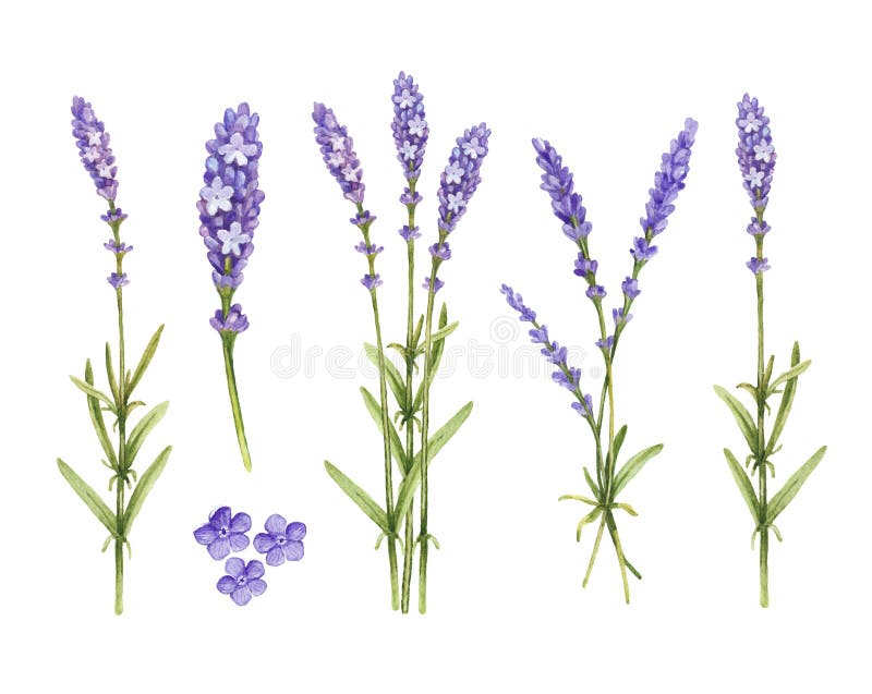 Lavender flowers collection