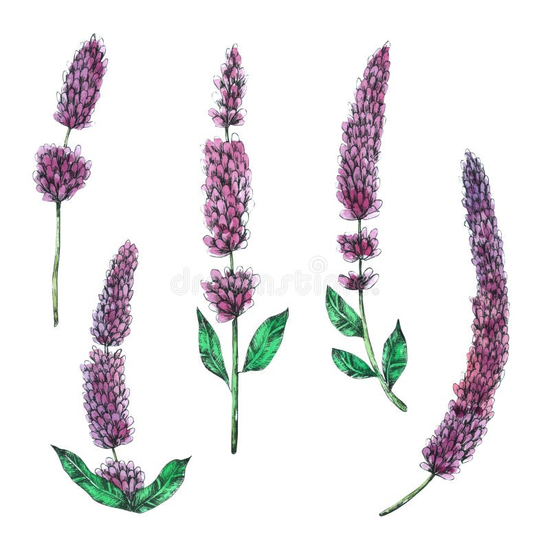 Lavender Flowers - collection d'aquarelles, main dessinée pour la carte de voeux illustration stock Lavender Flowers - collection d'aquarelles, main dessinée pour la carte de voeux illustration stock