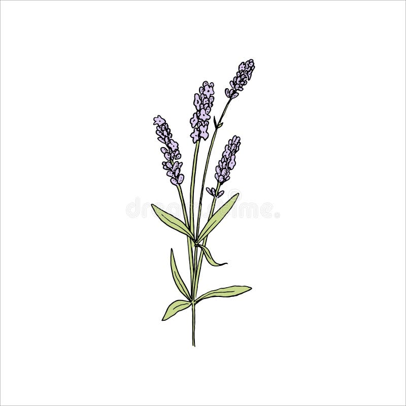 Lavender Flowers Colored Sketch Style. Steem and Head in Bloom. Bunch ...