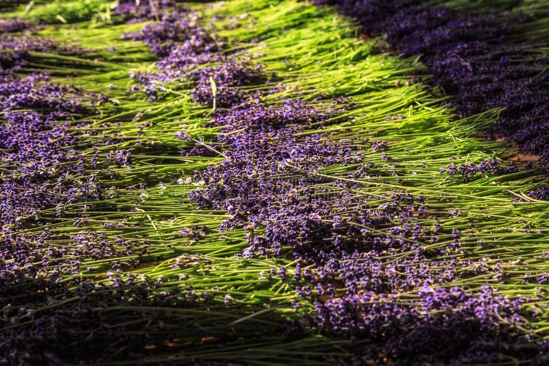 Lavender Flowers stock photo. Image of european, lavandin - 75260632