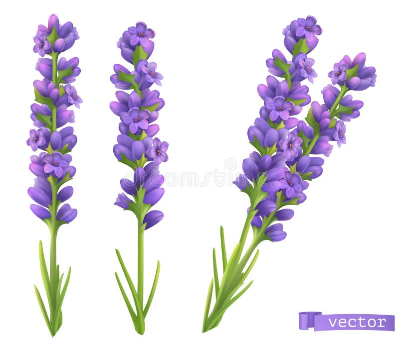 Lavender Flowers. 3d Vector Realistic Set Stock Vector Illustration of vector, aroma 178370059