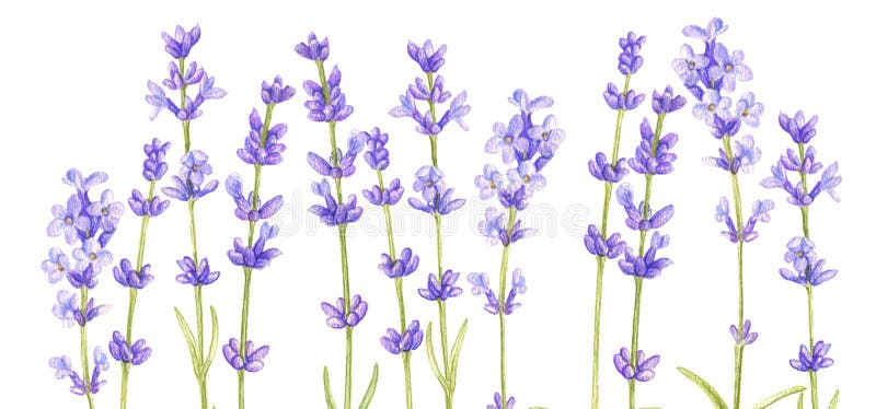 Lavender Flowers, Drawing by Colored Pencils Stock Illustration