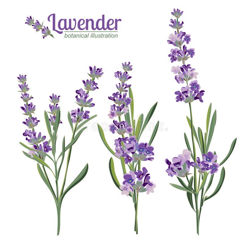 Lavender flowers elements. Botanical illustration.