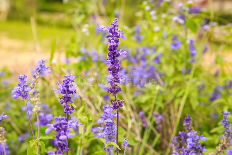 Lavender flowers stock image. Image of herbs, agronomy 59540823