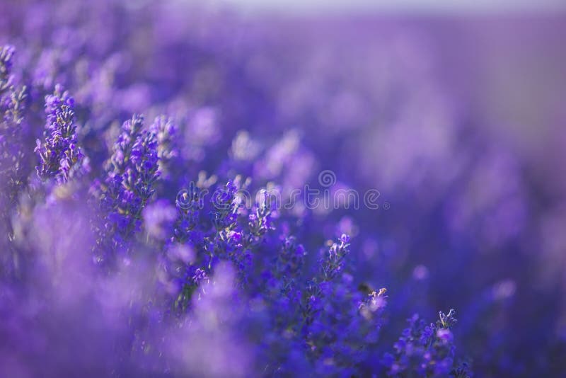 Điều gì khiến loại hoa lavender này trở nên đặc biệt và thu hút được tình yêu của rất nhiều người? Chính là những cánh đồng lavender muôn màu, muôn vẻ đầy màu sắc và vẻ đẹp tuyệt vời. Đừng bỏ lỡ cơ hội đặc biệt để tham quan những cánh đồng lavender này nhé!