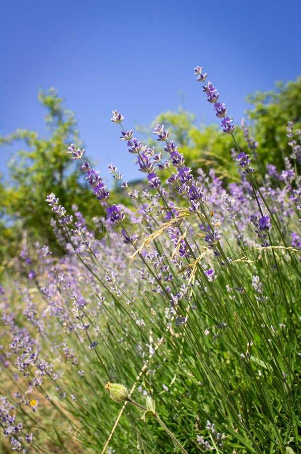 Lavender Flowers in the Field, Wild Herbs and Aromatherapy. Stock Image