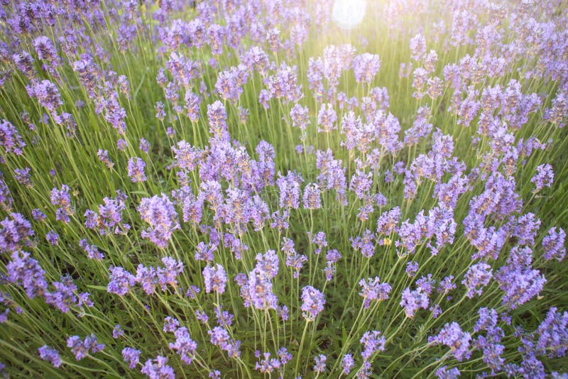 Lavender flowers stock image. Image of wild, summer, nature 56485133