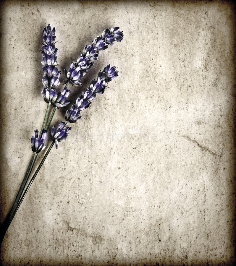 Lavender flowers stock image. Image of flora, background 26369005