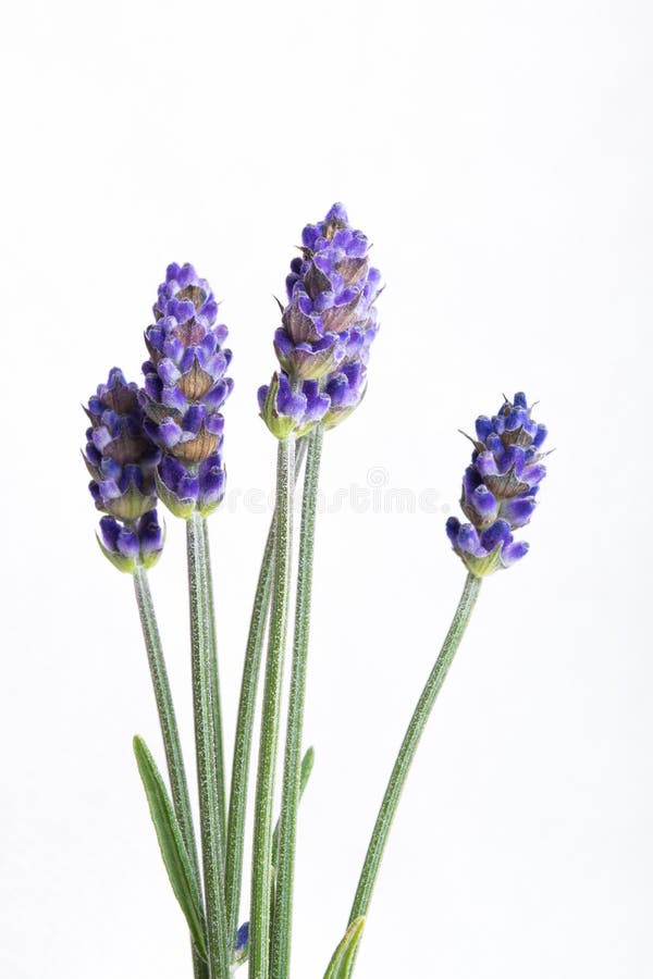 Lavender flowers isolated over white background