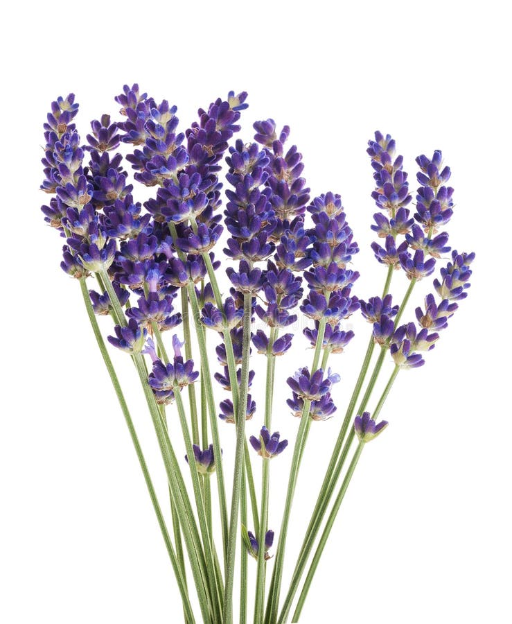 Lavender flowers stock image. Image of alternative, true 159273147