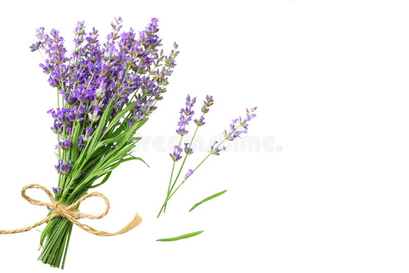 Lavender Flowers Isolated on White Background. Bunch of Lavender