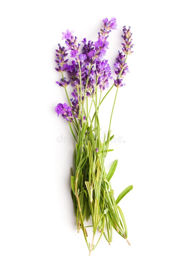 Fresh Cut Fragrant Lavender Plant Flowers Bunch Isolated on White Stock