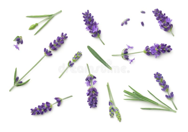 Lavender Flowers Isolated On White Background