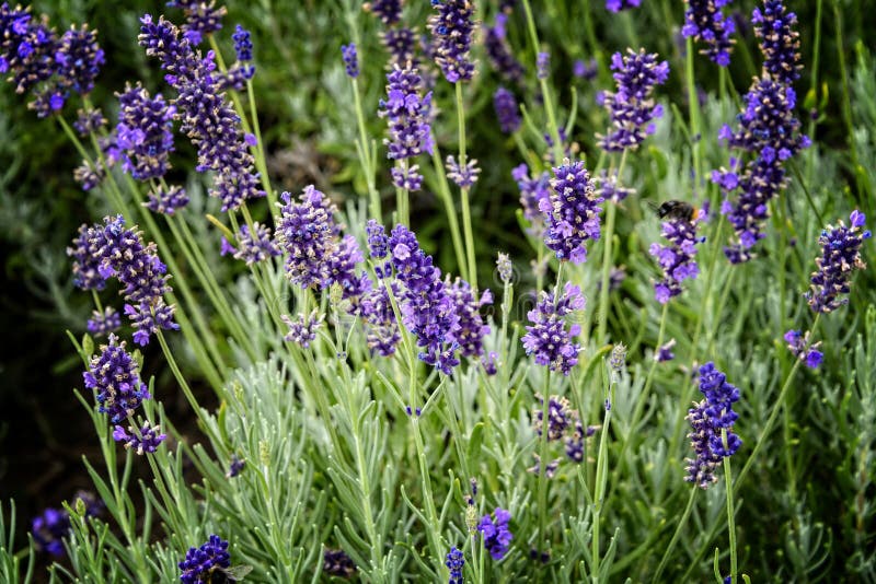 Fresh Lavender Flowers in a Meadow Stock Photo Image of fresh, floral