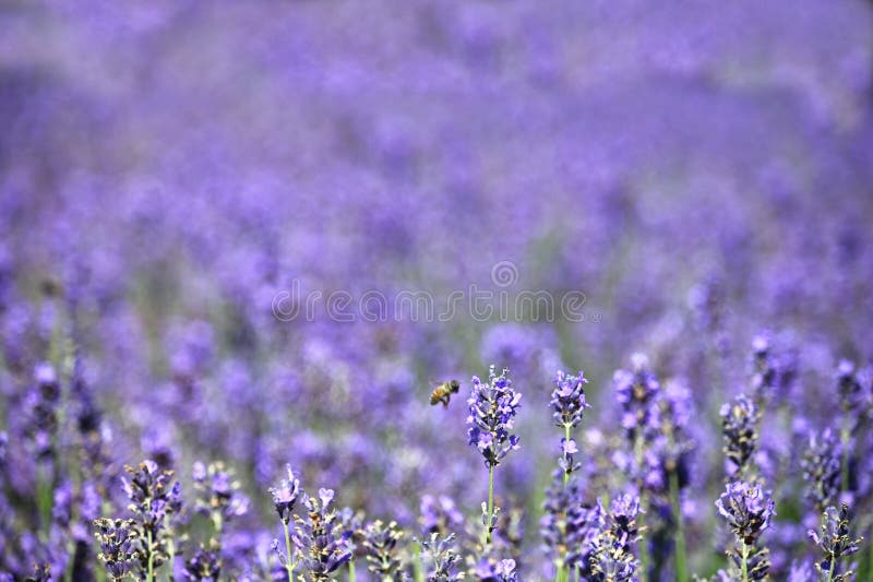 Lavender Flowers Meadow Spring Season Stock Image Image of gardening