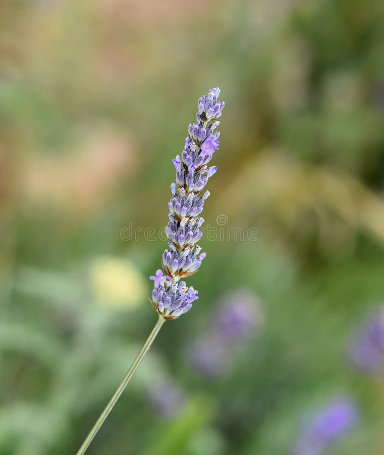 Lavender flowers stock photo. Image of lavander, nature 95108856