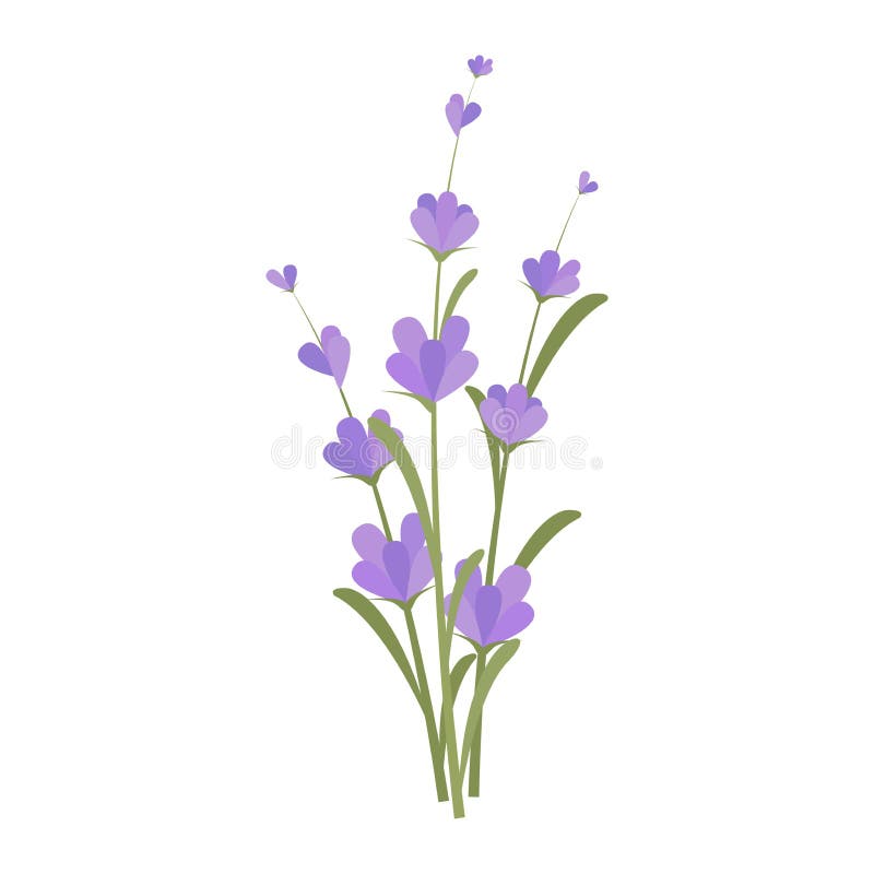 Lavender Flowers. Purple Flowers Stock Vector - Illustration of fragrance,  healthy: 165583481
