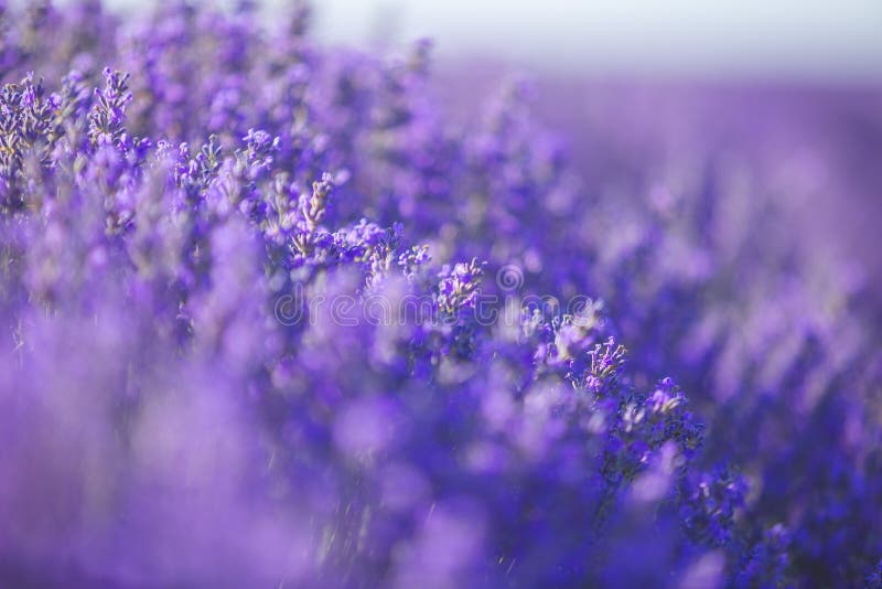 Lavender Background Photos and Wallpaper for Free Download