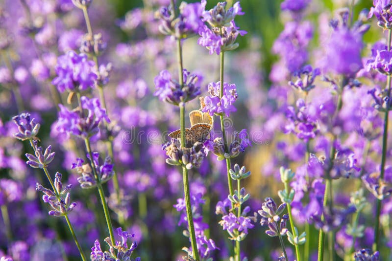 Lavender flowers stock photo. Image of agriculture, fragrance 60945580