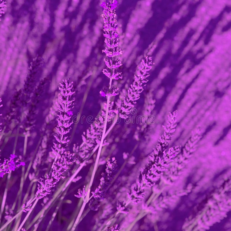 32 Free Purple Aesthetic Wallpaper Backgrounds Perfect For Your iPhone