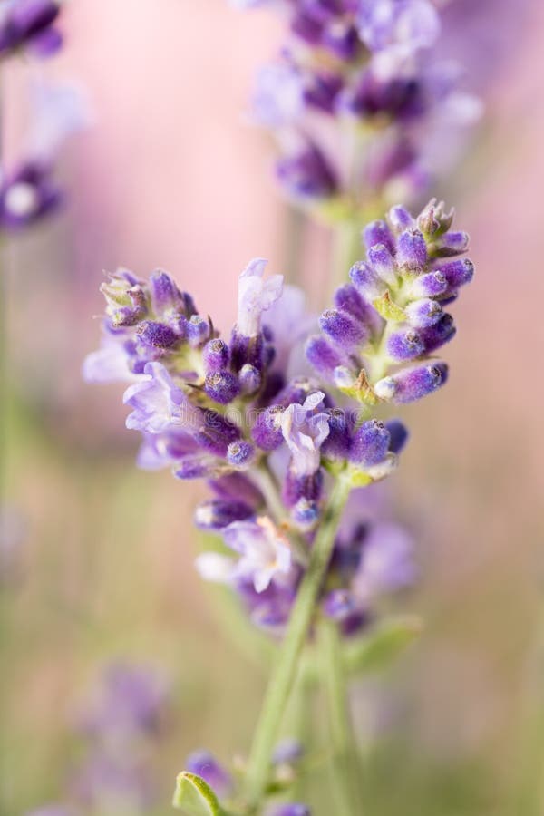 Lavender flowers. stock photo. Image of leaf, lavender 95827780