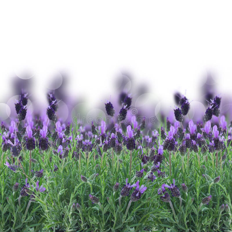 Lavender flowers on white stock image. Image of aroma 42508439
