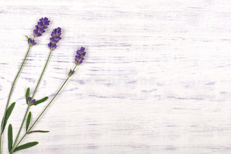 Lavender Flowers On White Wood Table Background Stock 