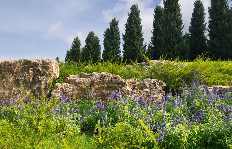 Lavender at the foot of hill stock photos