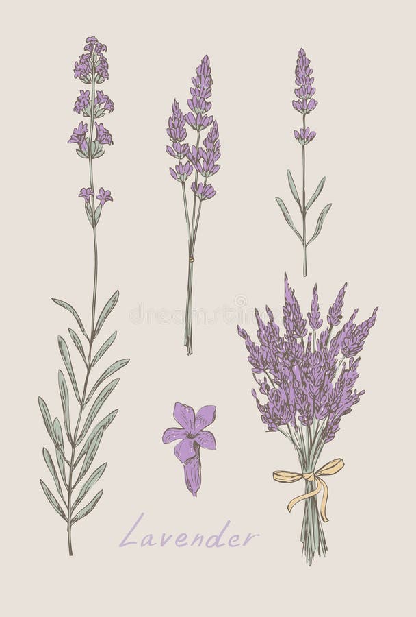 Lavender hand drawn set