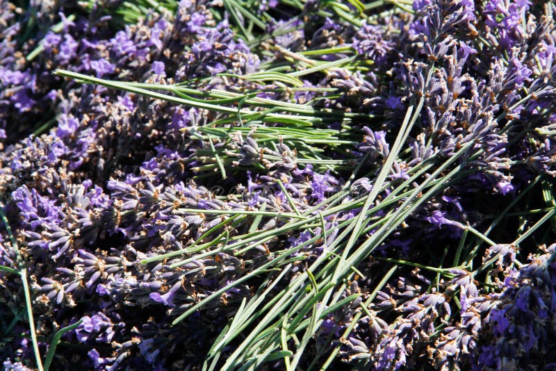 Lavender harvested by hand stock image. Image of plant 22506473