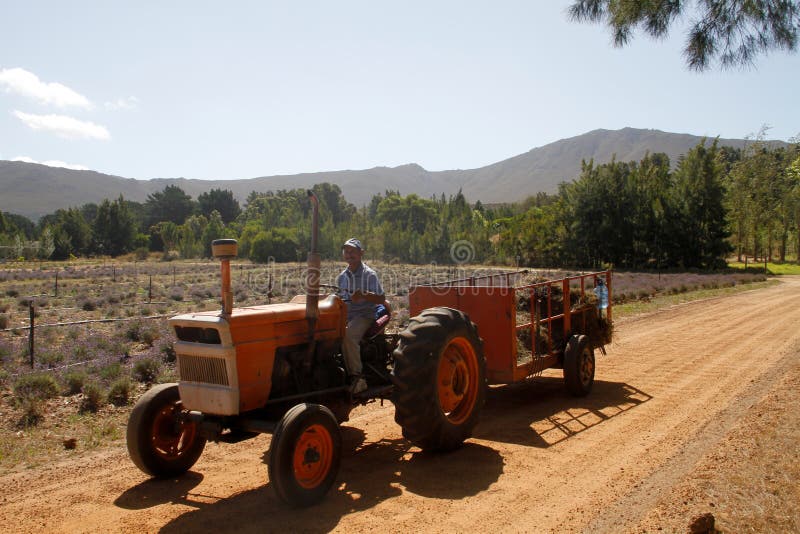 Lavender harvest for essential oil production