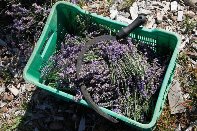 Lavender harvested by hand stock image. Image of plant 22506473