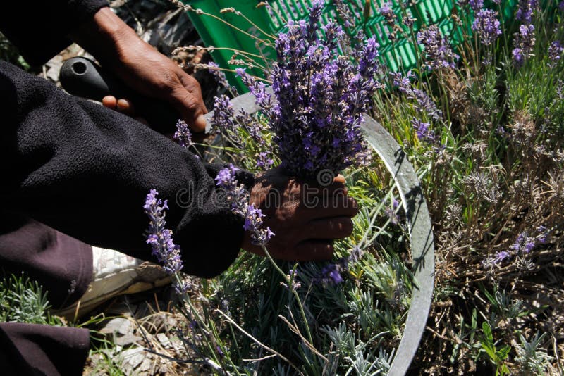 Lavender harvested by hand