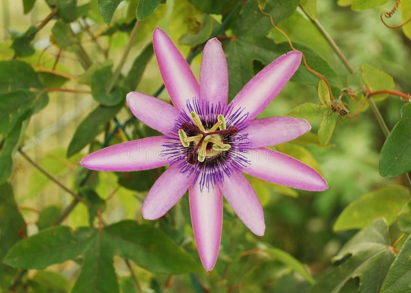 Lavender Lady Passiflora