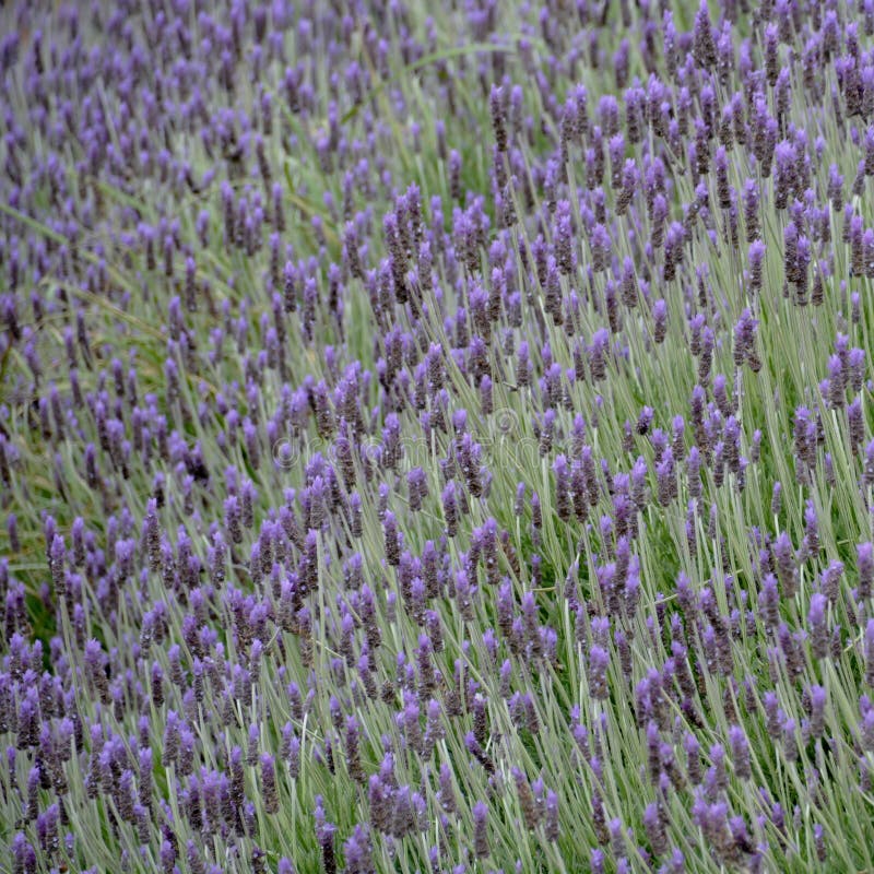 Lavender Field In South Africa Stock Image Image of cape, field 54690845