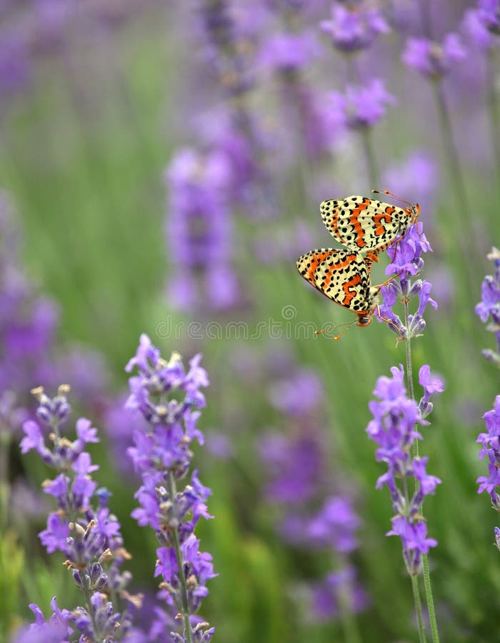 Lavender and and mating butterflies stock photography