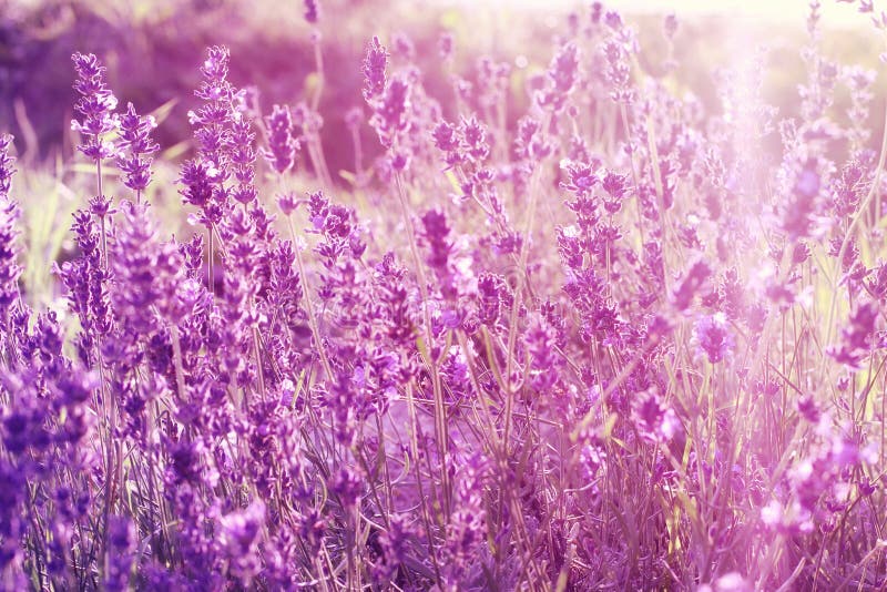 Lavender in the Morning Sun Stock Image - Image of clor, pink: 121805247