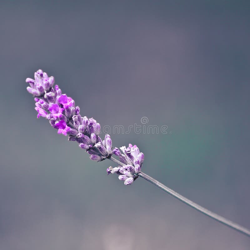 Lavender o Lavanda