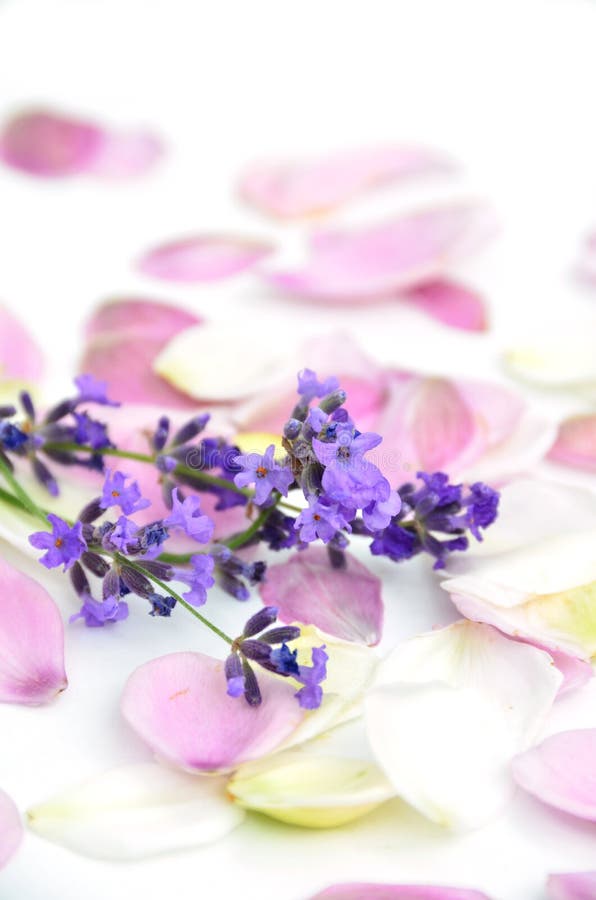 Lavender and petals stock image. Image of flower, aroma 34341389