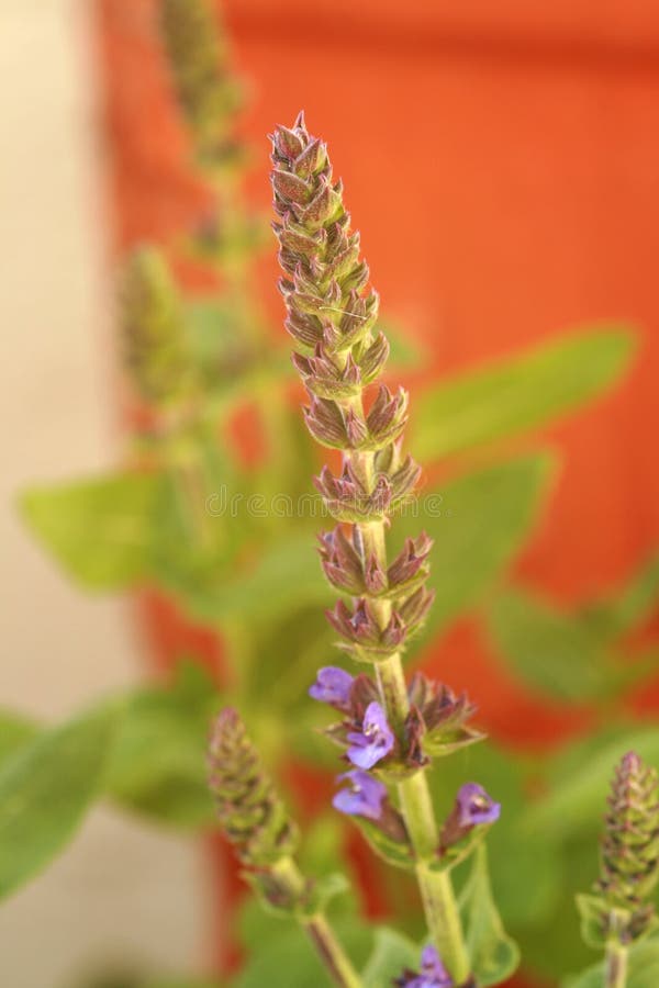 Lavender plant stock photo. Image of foliage, plant, flavor 2476028