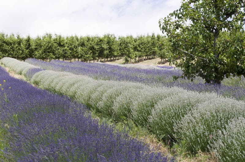 Lavender Plants and Fruit Trees Stock Photo Image of plants, rows