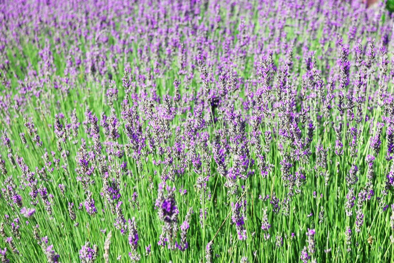 Lavender Purple Flowers at Field, Turkey Stock Image Image of blue
