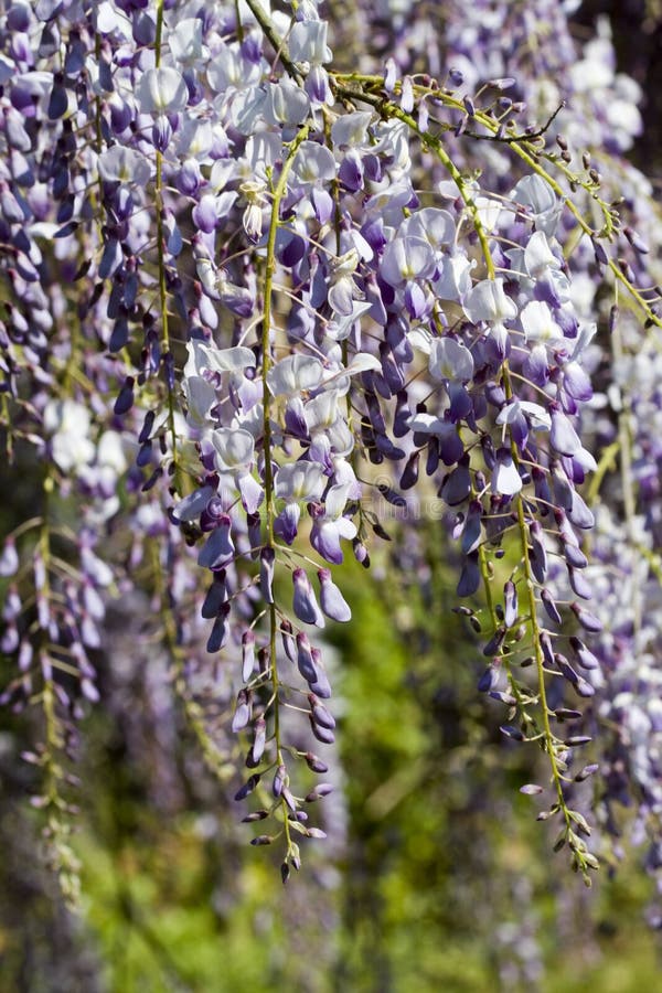 Lavender Purple Chinese Wisteria Blossoms - Wisteria Sinensis Stock ...